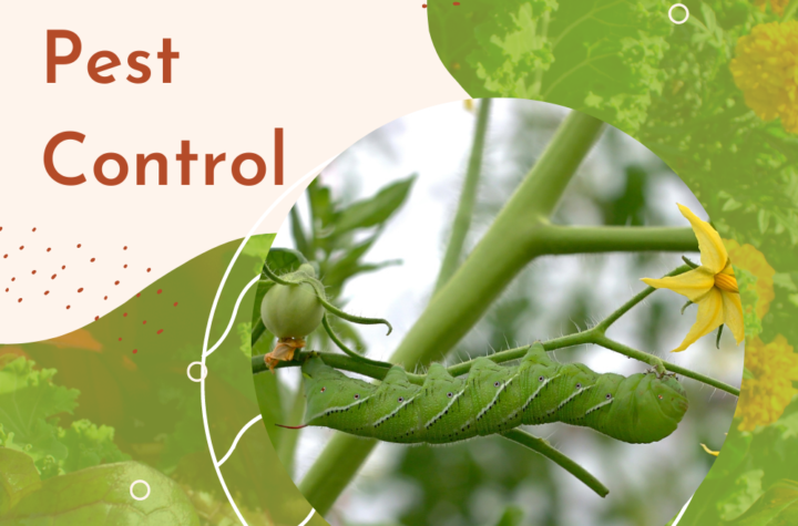 Organic Pest Control Practice for Home Gardens Safe Solution