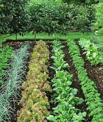 5 Proven Techniques for Productive Organic Vegetable Gardens
